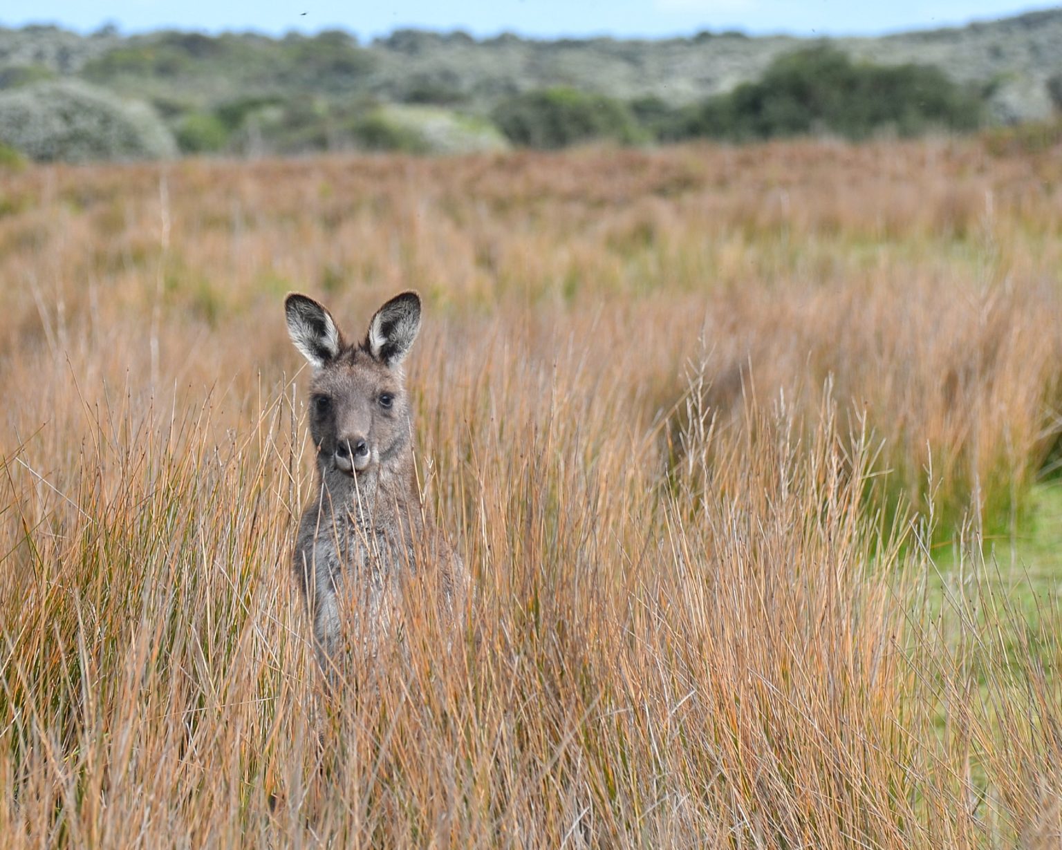 Australian Grasslands | Grassland Groupies