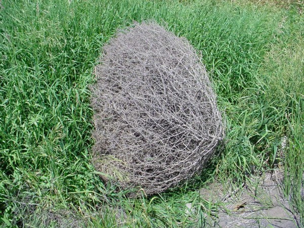 Tumbleweeds: The Truth Behind the Folklore