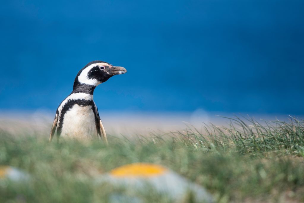 penguin peers over grasses