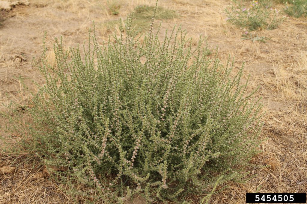 Glyphosate-resistant tumbleweed discovered in NE Oregon, Oregon