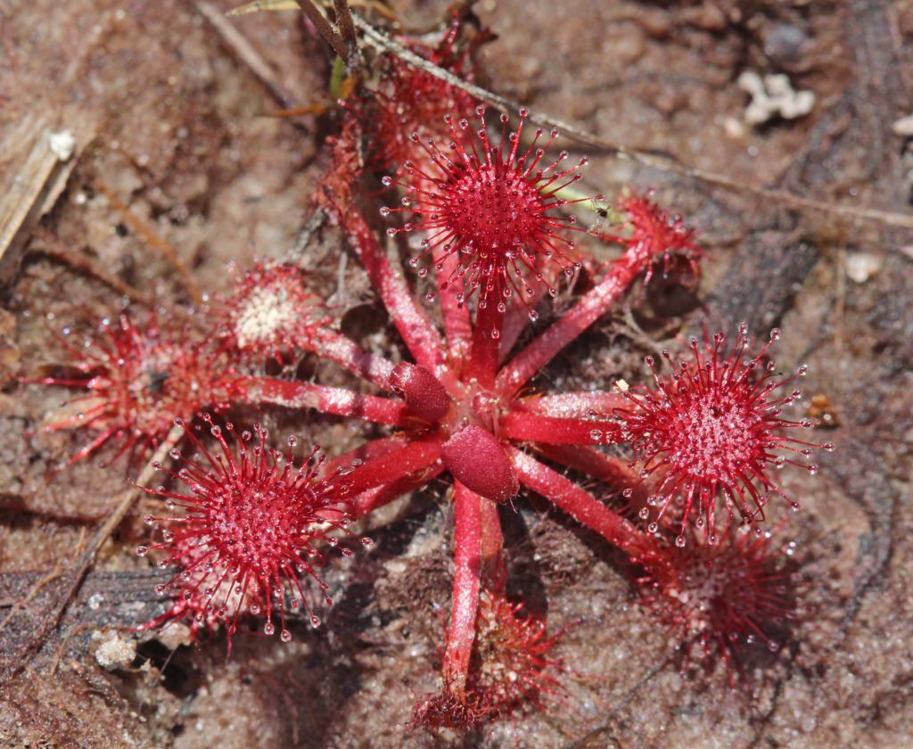 small red plant with many arms coming off in a circle, and at the apex of each branch is a ball of hairs with drops of dew on the tip