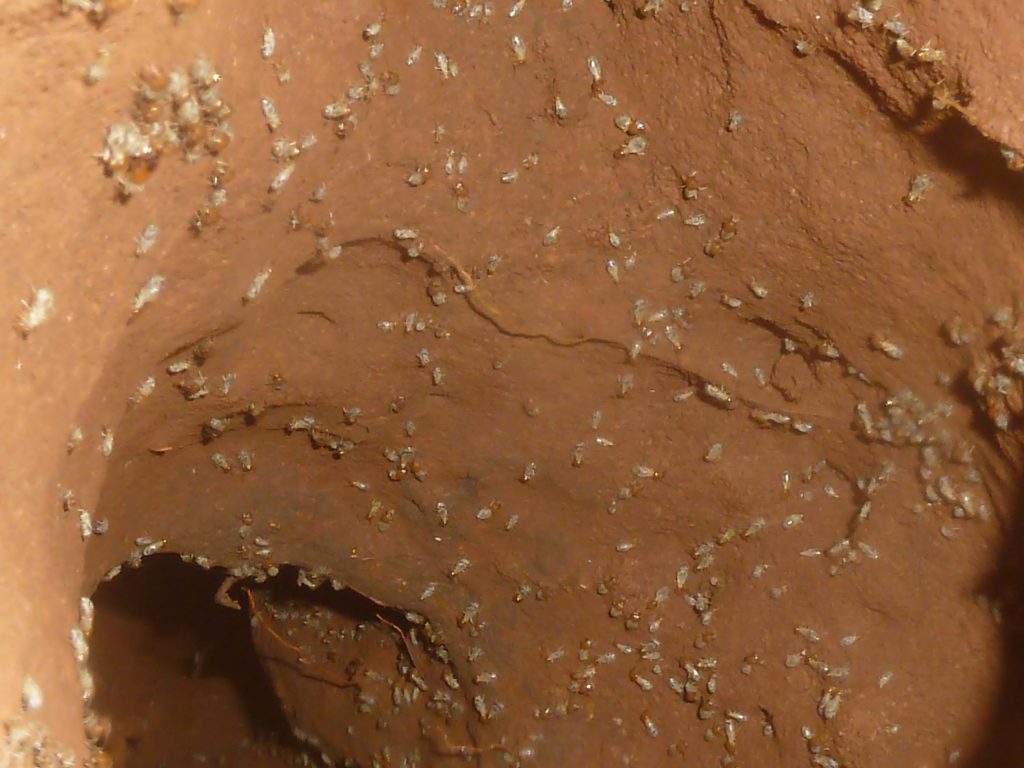 termites dotting the solid walls of a termite tunnel