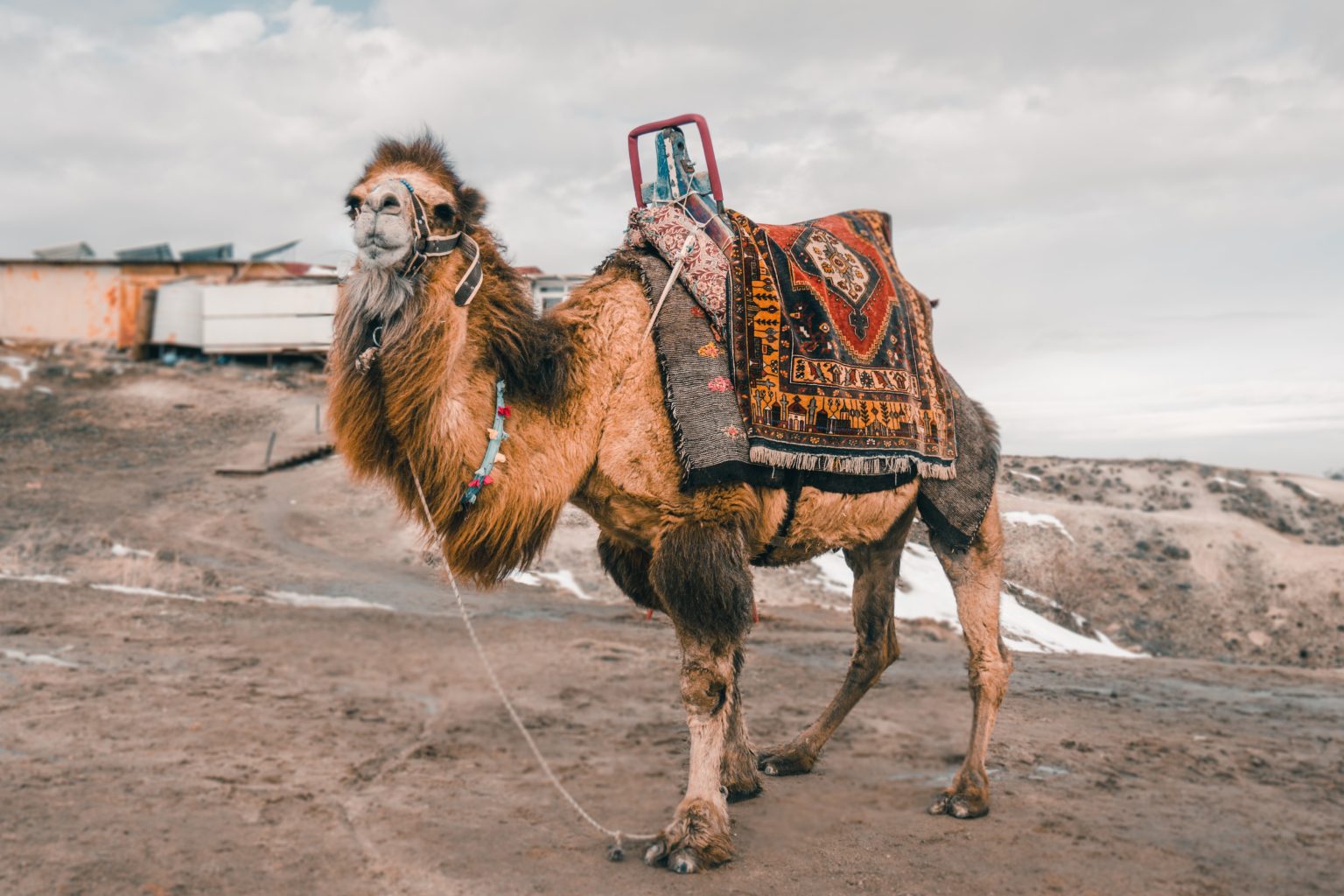 Camel casing. Верблюд. Верблюдов леопард. Бактриан и человек. Верблюды гуляют по Удмуртии.