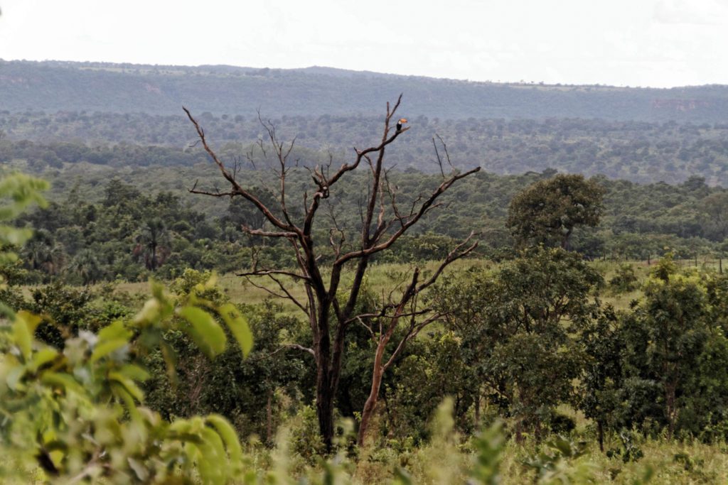 A lone toucan stands atop a dead tree against the backdrop of cerrado savanna