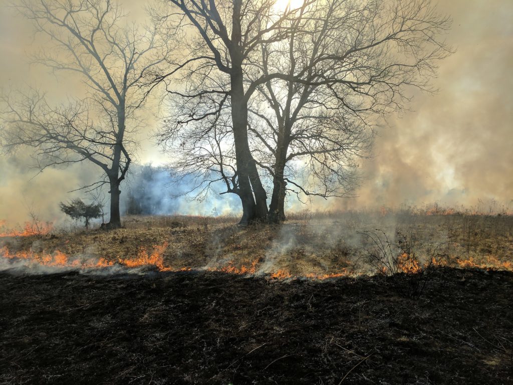 A pair of bur oaks surrounded by a prairie fire sweeping closer