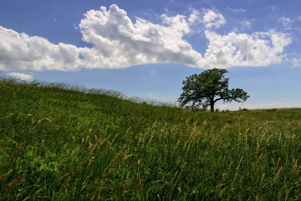 Large, round bur oak tree standing alone in the grass