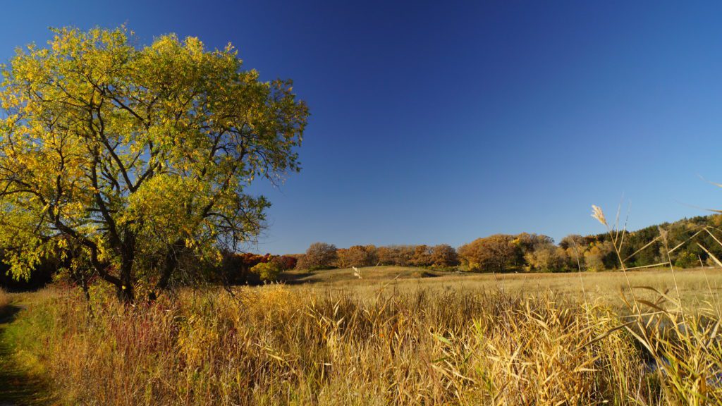 American Prairie Grassland Groupies