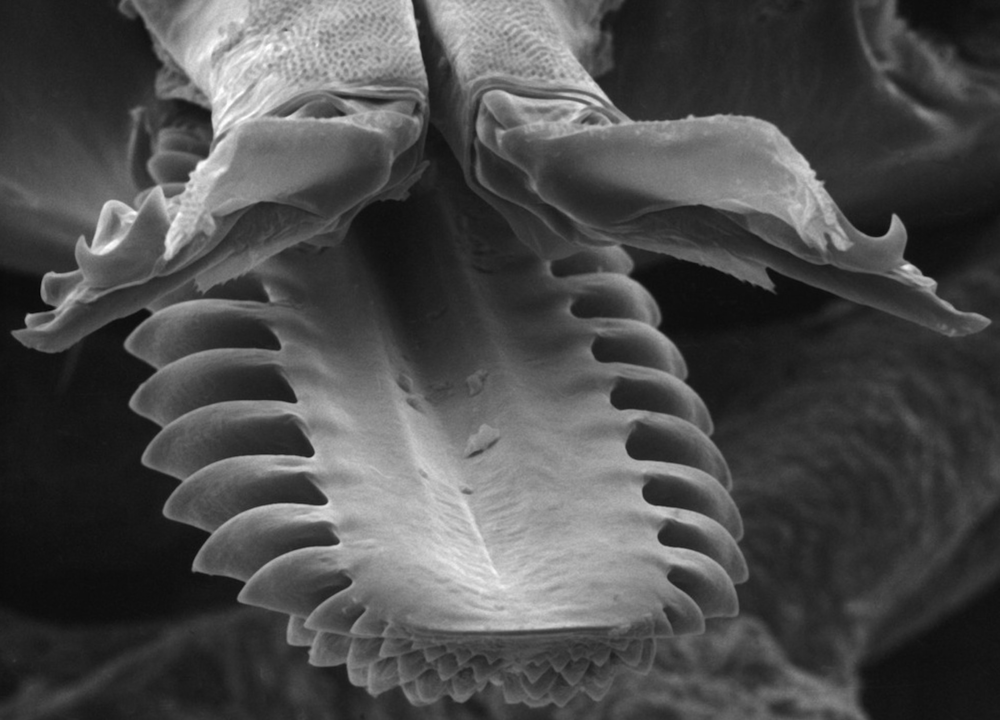 Close up image of a tick's mouth showing two saw-like mouthparts with backwards-facing hooks.