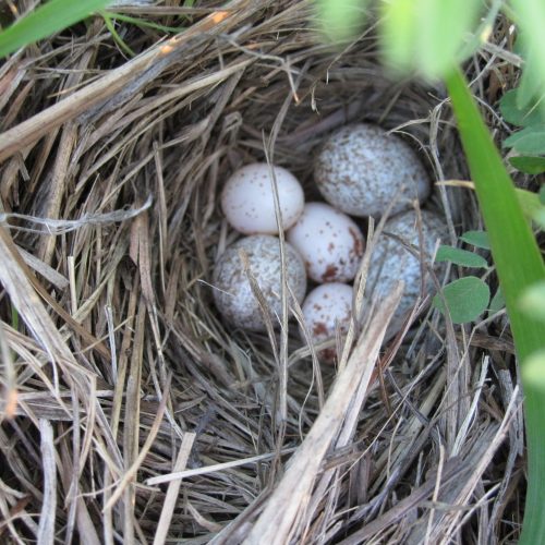 The Grasshopper Sparrow Grassland Groupies